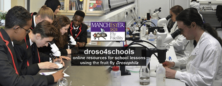 droso4schools