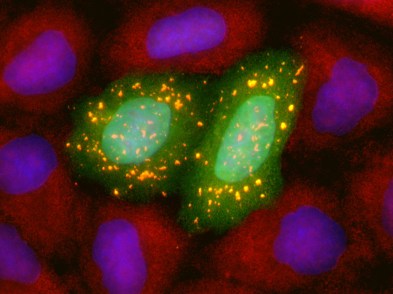 ImageJ=1.51wunit=inch