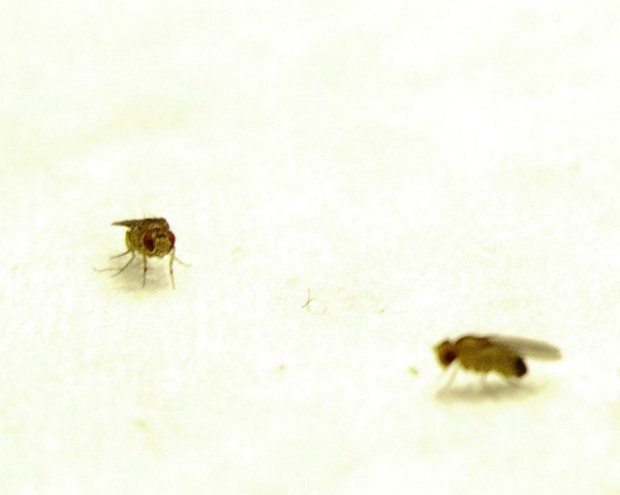 Fruit Flies