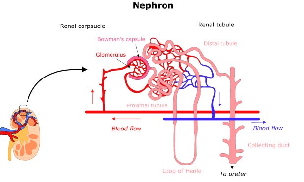 nephron