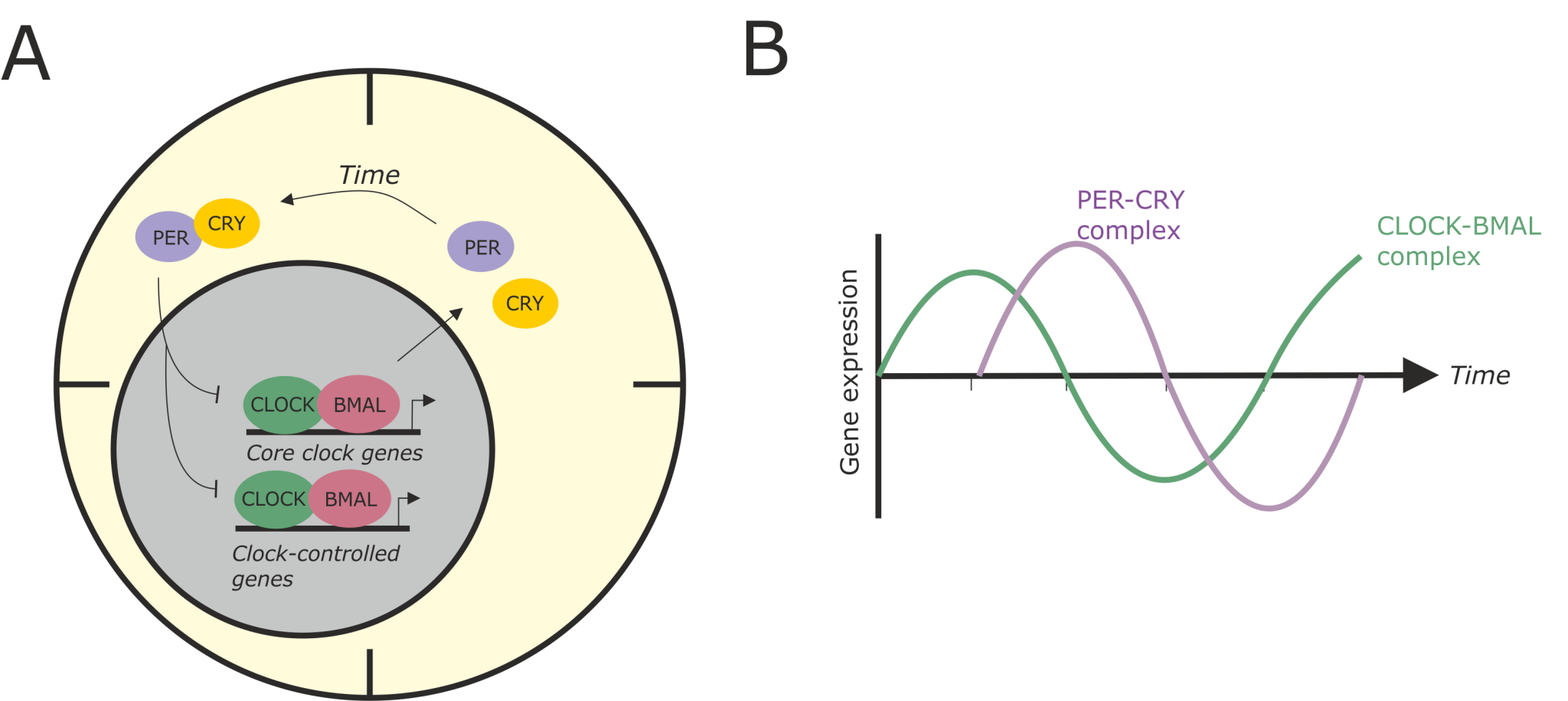 Can our body clock help to repair injuries or cure disease? – Research Hive