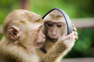 Closeup of primate holding a mirror against itself and looking at its own reflection.