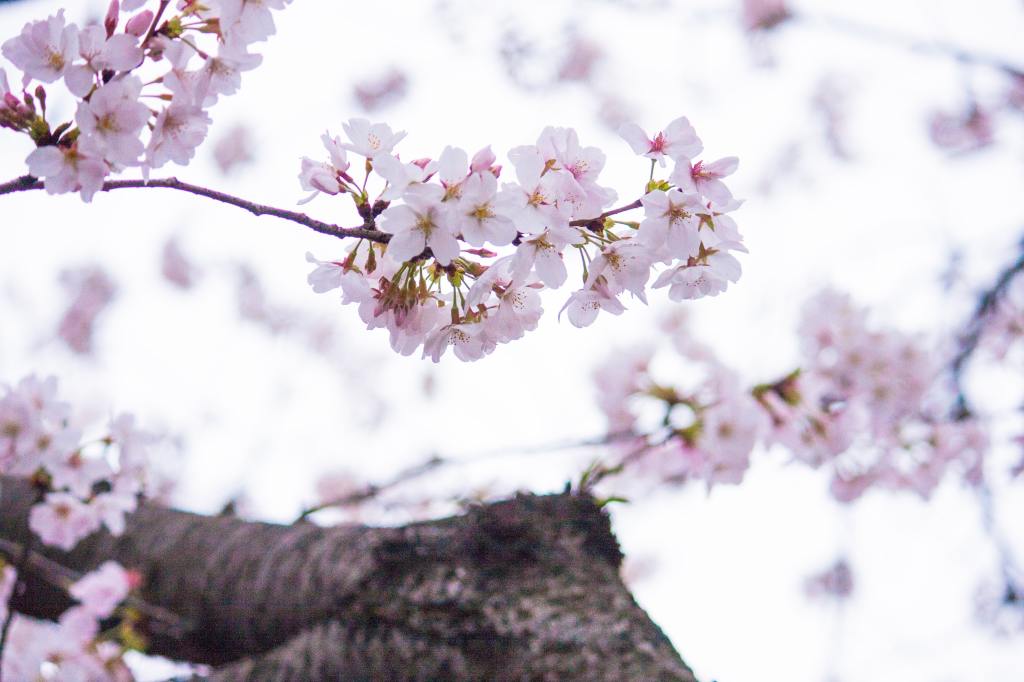 Pink petaled flowers