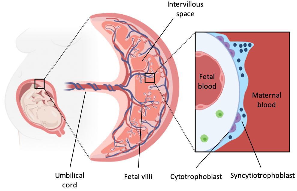 The human placenta: the most successful organ transplant