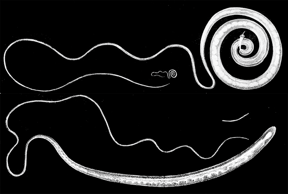 A black and white picture of a male (top) and a female (bottom) human-infecting whipworm (Trichuris trichiura). 