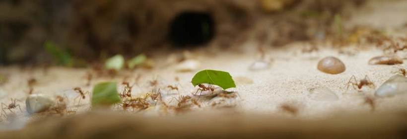 A group of ants carrying leaf fragments.